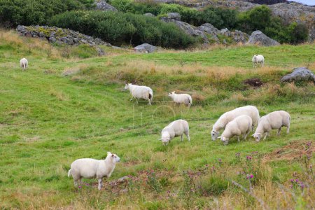 Pastos de ovejas en Noruega. Farsund municipio agricultura.