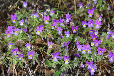 Norway nature. Wild pansy flower species (Viola tricolor).