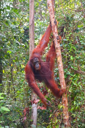 Orang-Utan-Affe auf Borneo, Malaysia. Halbwilde junge erwachsene Männchen im Semenggoh Wildlife Centre (Semenggoh Nature Reserve)).