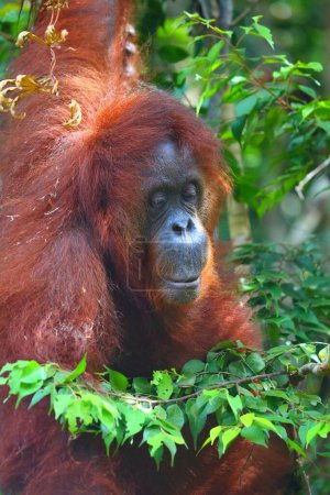 Orang-Utan-Affe auf Borneo, Malaysia. Halbwilde Orang-Utan-Weibchen im Semenggoh Wildlife Centre (Semenggoh Nature Reserve)).