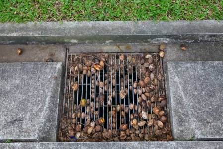 Storm drain clogged with nuts from park trees. Civil engineering issue in Singapore City.