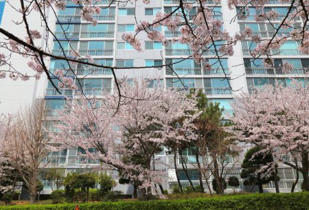 Cherry blossoms in residential neighborhood Jwa-dong in Haeundae district in Busan, South Korea.