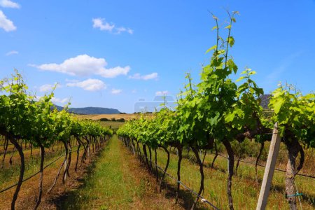 Weinbaulandschaft Sardiniens in Valledoria. Ländliche Landschaft in der Provinz Sassari, Sardinien, Italien.