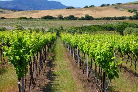 Weinbaulandschaft Sardiniens in Valledoria. Ländliche Landschaft in der Provinz Sassari, Sardinien, Italien.