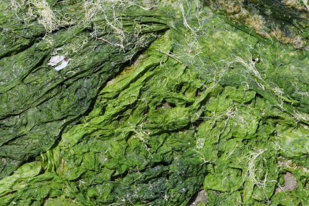 Algues vertes chlorophytes séchées sur la rive de la lagune de San Teodoro (Stagno di San Teodoro) en Sardaigne île, Italie.