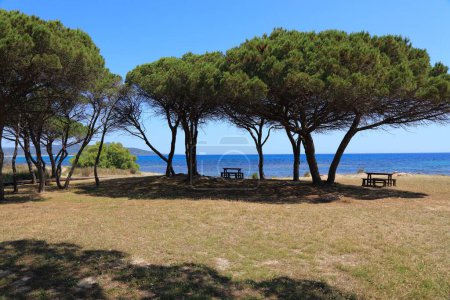 Kiefernhain (pineta) neben dem Strand von San Giovanni (Spiaggia di San Giovanni). San Giovanni di Posada auf Sardinien, Italien.