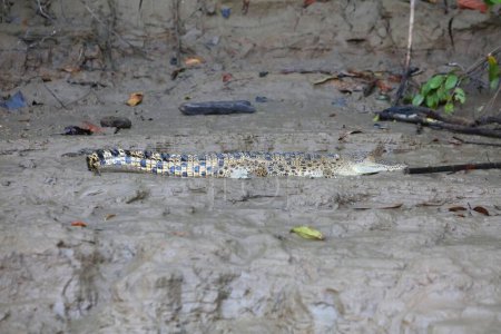 Crocodile resting on a muddy riverbank on Kinabatangan River in Sukau in Sandakan Division, in northeastern Sabah, Malaysia.