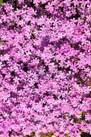 Phlox subulata (flex rastrero) - fondo de flores rosadas.