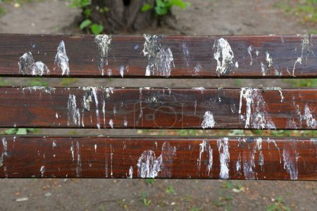 Dirty city problem. Bird poop on park bench, feral pigeon droppings issue. Municipal park bench in Karlove Namesti, Prague city in Czech Republic.