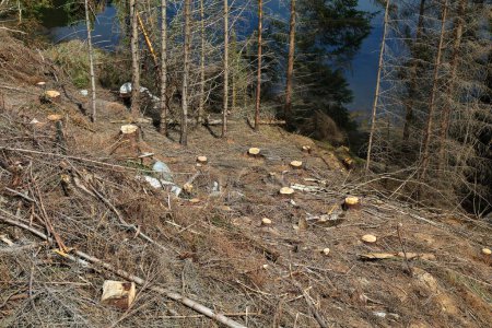 Forest clearing in Norway. Cut forest by Vanylvsfjorden fiord. Deforestation theme in Norway.