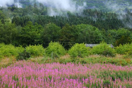 Norway summer landscape view with pink flowers. Ullensvang municipality and fireweed flowers (Chamaenerion angustifolium).