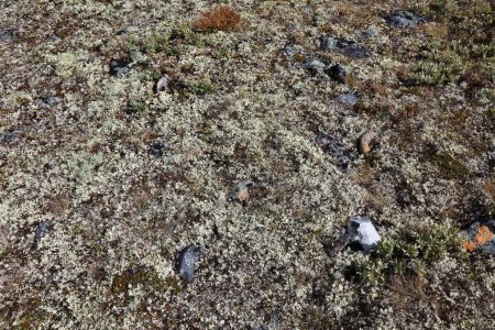 Cladonia rangiferina, bekannt als Rentierflechte. Nationalpark Jotunheimen, Norwegen.