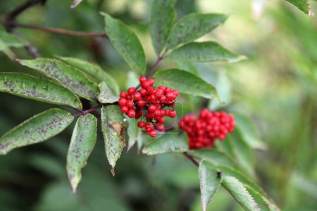 Fruto rojo de saúco (Sambucus racemosa). Especies arbustivas arbustivas en Noruega.
