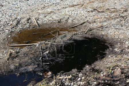 Foto de Derrame de aceite de motor en el bosque: contaminación del suelo. Aceite en el suelo. - Imagen libre de derechos