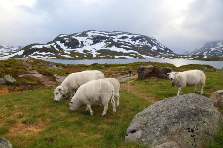 Schafe weiden in den Bergen Norwegens. Haukeli-Gebirge in Vestfold og Telemark.
