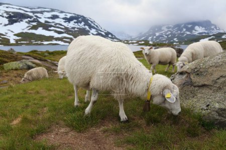 Schafe weiden in den Bergen Norwegens. Haukeli-Gebirge in Vestfold og Telemark.