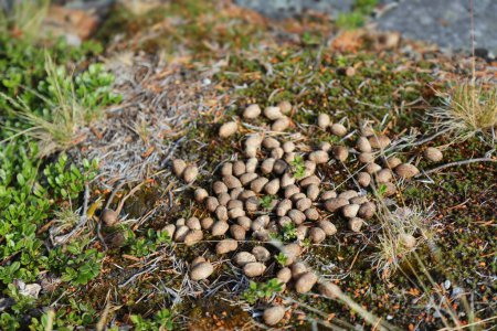 Wildlife theme - moose droppings in the grass. Norway nature.