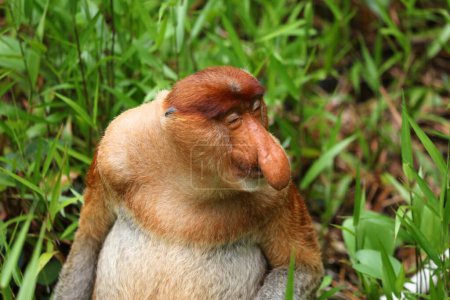 Skeptischer oder nicht überzeugter Gesichtsausdruck, perfekt für Meme. Rüsselaffen im Bako-Nationalpark auf Borneo, Malaysia.