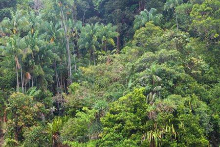Hintergrund Regenwald im Bako Nationalpark auf Borneo, Malaysia.