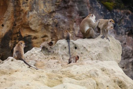 Toilettage familial de singes macaques mangeurs de crabes dans le parc national de Bako à Bornéo, Malaisie.