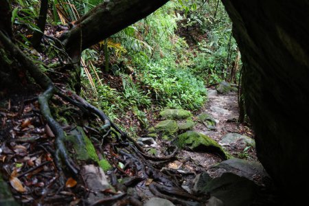 Wanderweg im üppigen Regenwald im Bako-Nationalpark auf Borneo, Malaysia.