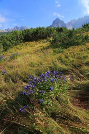 Weiden-Enzian (Gentiana asclepiadea) violett gefärbte Blüten in der Tatra in Polen. Natur Polens.