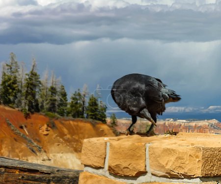 Photo for Great raven taking its lunch  in Bryce Canyon, USA, - Royalty Free Image