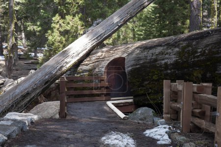 Photo for Tunnel on a giant trunk sequoia tree in Sequoia National Park, California, USA - Royalty Free Image
