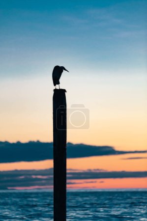 seagull silhouette resting on a post at sunset in Point Roberts, Washington state, USA - night picture