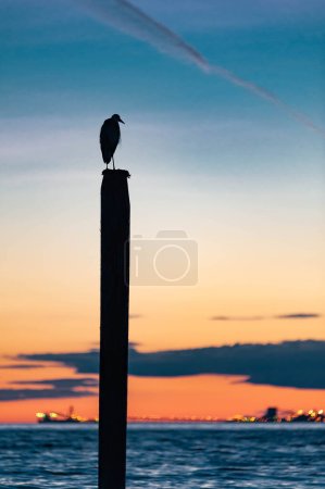 seagull silhouette resting on a post at sunset in Point Roberts, Washington state, USA - night picture