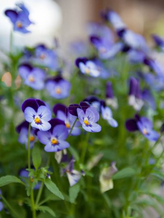 Photo for Close-up of violas on  garden in street of Winthrop, Washington State, USA - close-up on front violas - Royalty Free Image