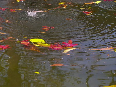 Foto de Fondo de agua, hojas y flores en un estanque en Egipto, África - bueno para composite con espacio de copia - Imagen libre de derechos