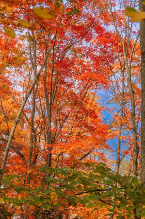 Foto de Fairy view of red maple trees in Autumn in High Laurentians of Quebec, Canada - Imagen libre de derechos