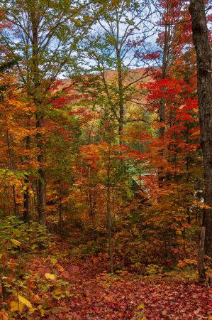 Foto de Vista de hadas de los árboles de arce rojo en otoño en High Laurentians del país de Quebec, Canadá - Imagen libre de derechos