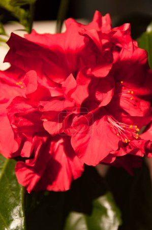 Foto de Hermosa flor de hibisco doble primer plano - Imagen libre de derechos