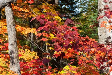 Foto de Vista cercana de las hojas de arce rojo en otoño en el país de Quebec, Canadá - Imagen libre de derechos