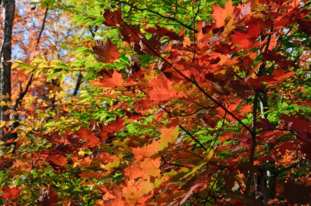 Foto de Vista cercana de las hojas de arce rojo en otoño en el país de Quebec, Canadá - Imagen libre de derechos