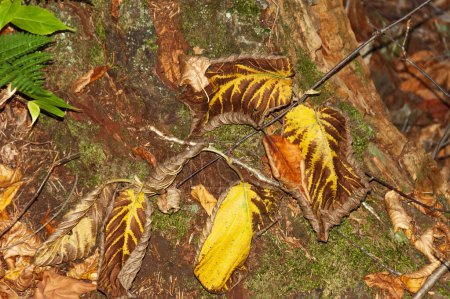 Foto de Final de hada otoñal de hojas de arce de color en el país de Quebec, Canadá - Imagen libre de derechos