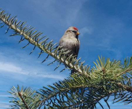Lesser redpoll, Carduelis cabaret, Single bird on branch