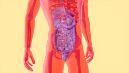 Photo for Abstract 3D anatomy of the digestive system - Royalty Free Image