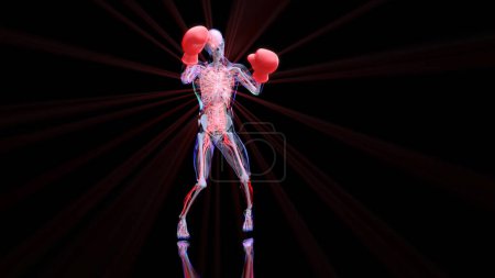 Foto de Resumen de la anatomía 3D de un hombre de boxeo - Imagen libre de derechos
