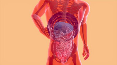 Photo for Abstract 3D anatomy of the digestive system, anatomy - Royalty Free Image