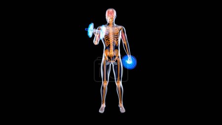 Photo for 3D Illustration of an Anatomy of a X-ray man doing Biceps Curls, sport - Royalty Free Image
