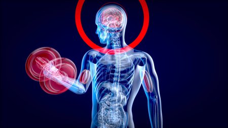 Téléchargez les photos : Illustration 3D d'une anatomie d'un homme à rayons X faisant Biceps Curls - en image libre de droit
