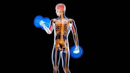 Téléchargez les photos : Illustration 3D d'une anatomie d'un homme à rayons X faisant Biceps Curls - en image libre de droit