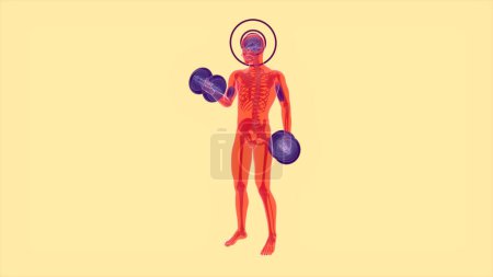 Foto de Anatomía 3D abstracta de un hombre haciendo rizos de bíceps - Imagen libre de derechos