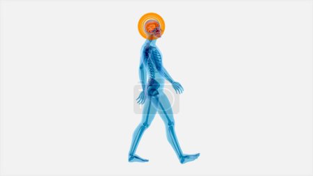 Téléchargez les photos : Concept d'anatomie d'un homme aux rayons X marchant - en image libre de droit