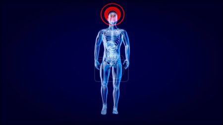 Téléchargez les photos : Illustration 3D Anatomie concept d'un homme de rayons X - en image libre de droit