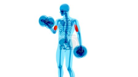Photo for Abstract 3D anatomy of a man doing biceps curls with weights - Royalty Free Image
