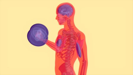 Foto de Anatomía 3D abstracta de un hombre haciendo rizos de bíceps con pesas - Imagen libre de derechos